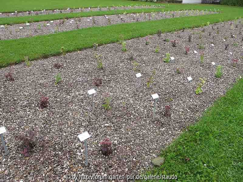 Sedumsichtung Beet