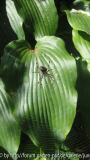 Kreuzspinne01