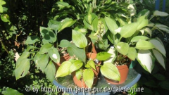 Hostagruppe im Herbst