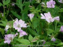 Geranium versicolor
