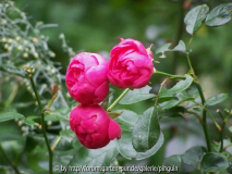 Pomponella Sept.