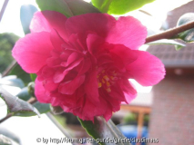 C. hiemalis "Bonanza"
