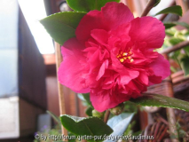 C. hiemalis "Bonanza"