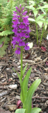 Datylorhiza x grandis