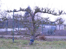 apfelbaum12