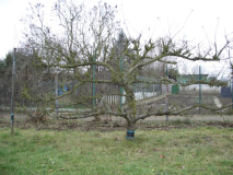 apfelbaum13