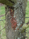 apfelbaum16