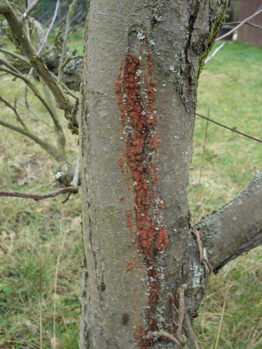apfelbaum17