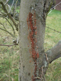 apfelbaum17