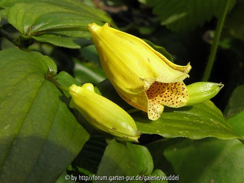 Tricyrtis macrantha