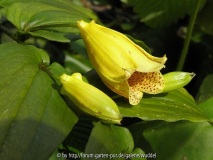 Tricyrtis macrantha