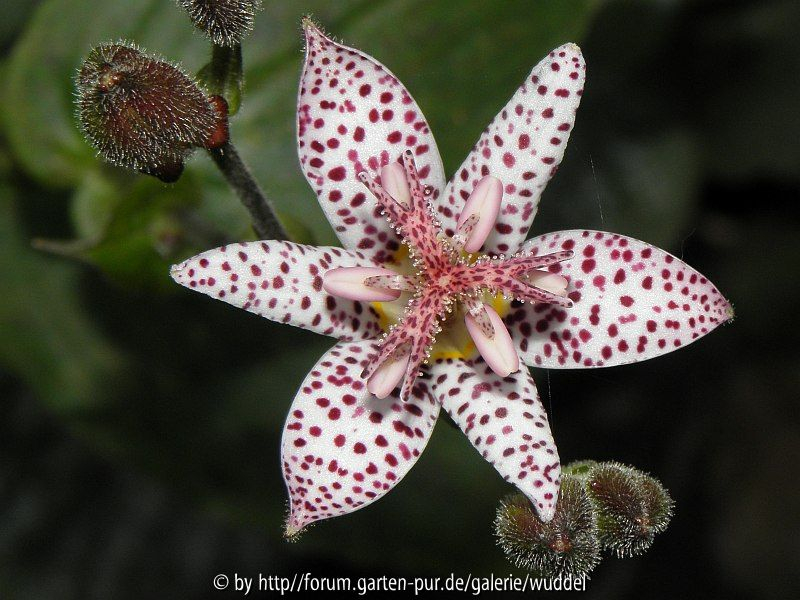 Tricyrtis stolonifera