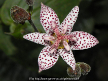 Tricyrtis stolonifera
