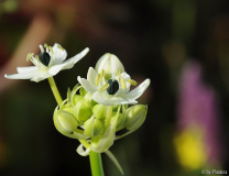Ornithogalum arabicum