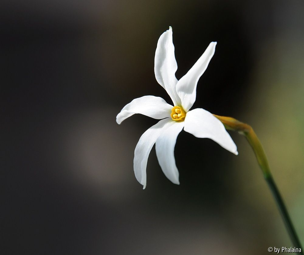 Narcissus serotinus