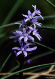Hyacinthoides lingulata var. ciliolata