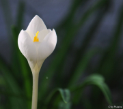 Crocus goulimyi Mani White