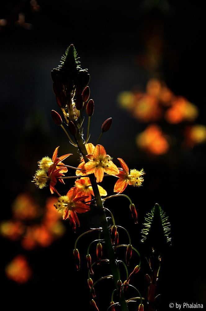 Bulbine frutescens