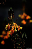 Bulbine frutescens