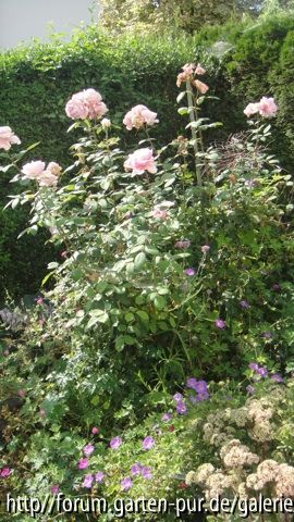 Brother Cadfael Herbst 2011