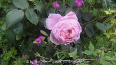 Brother Cadfael Blüte m. Phoebe Noble