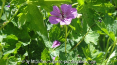 Pink Penny Herbst2011