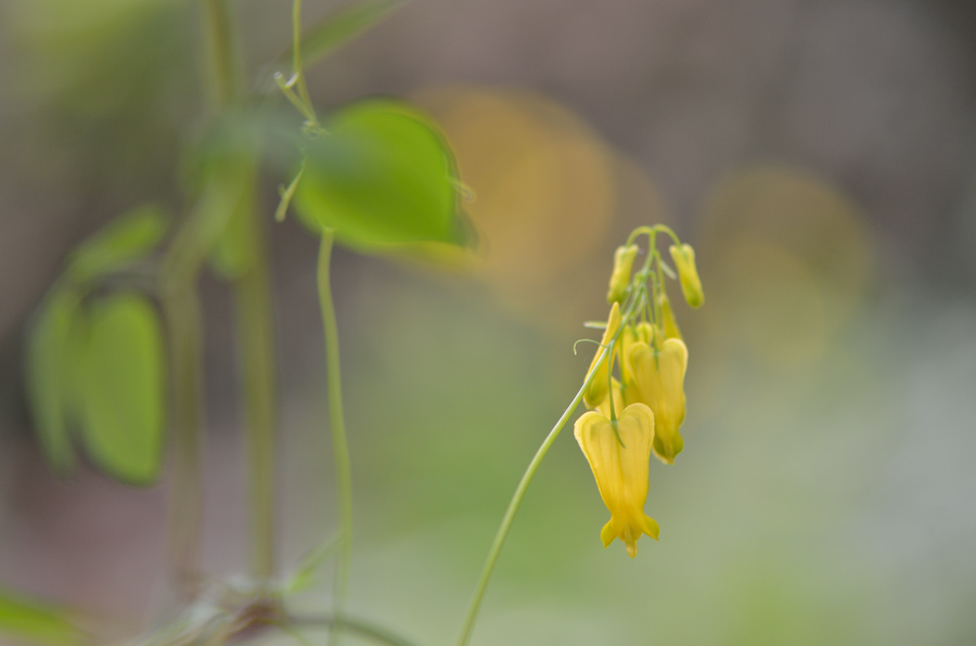 Dicentra scandens 1