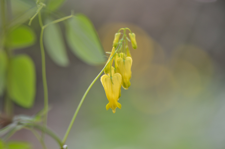 Dicentra scandens 2