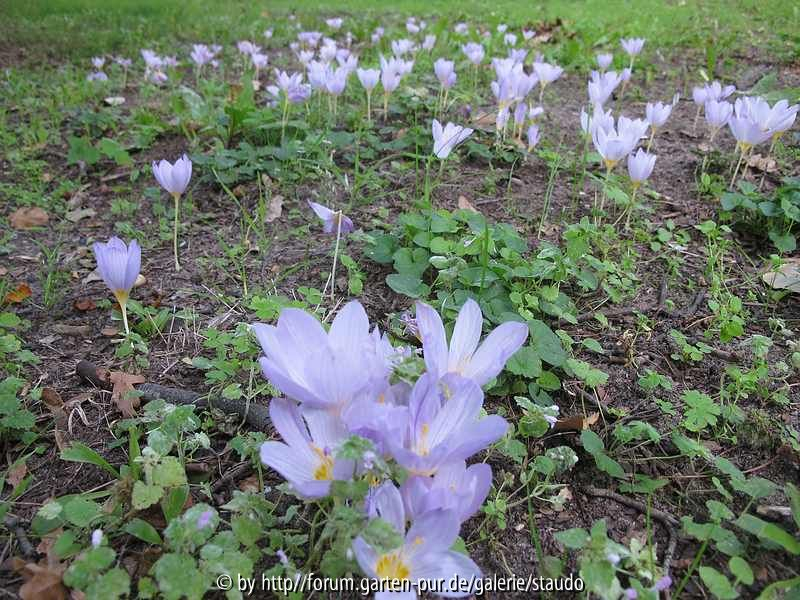 Crocus kotschyanus