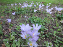 Crocus kotschyanus