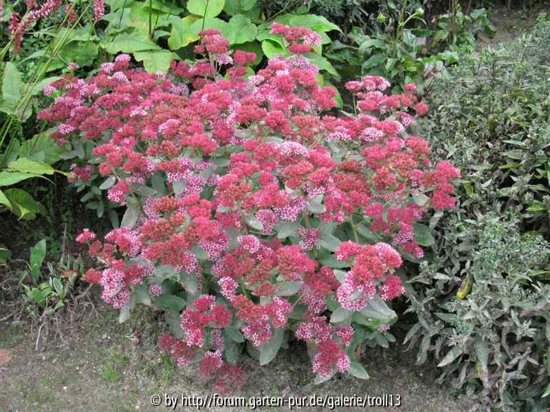Unbekanntes Sedum bei der Nachbarin (Gartenansicht)