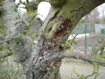 apfelbaum26