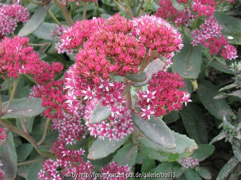 Unbekanntes Sedum bei der Nachbarin (Blütendetail)
