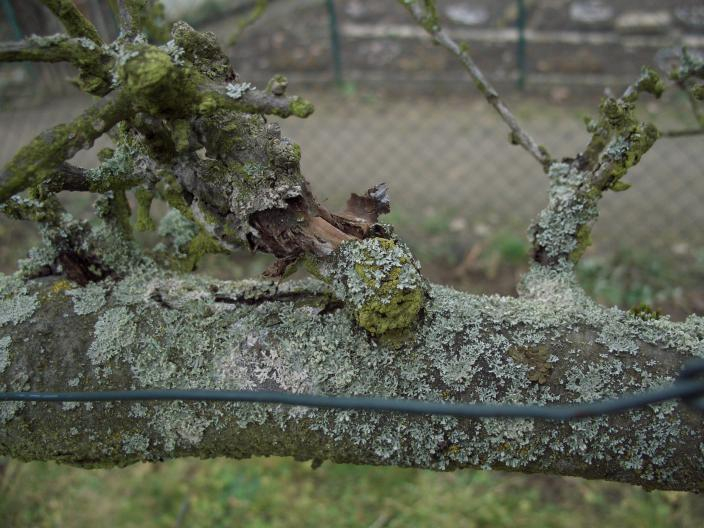 apfelbaum30