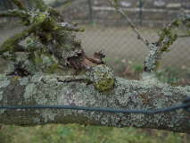 apfelbaum30