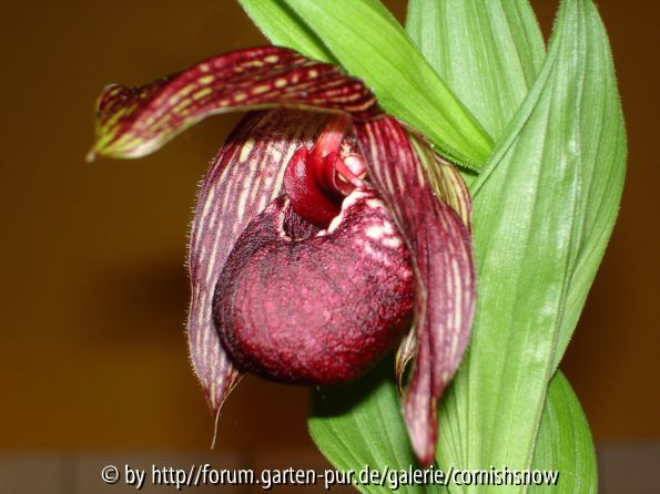 Cypripedium tibeticum - 2005