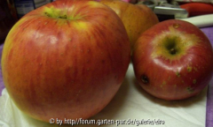 Sep 007 Apfel unbekannt.jpg