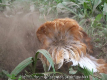 Sanddusche
