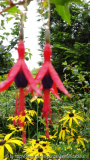Rudbeckia und Fuchsia