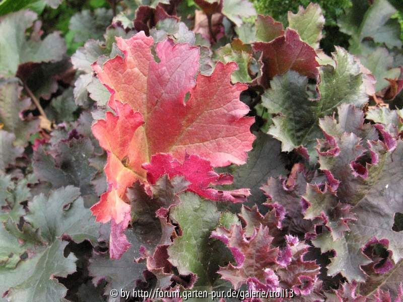 Heuchera (Herbstfärbung)