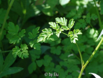 Corydalis Blatt.jpg