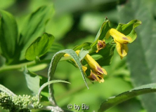 Corydalis.jpg