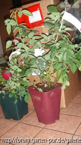 Rosenpost