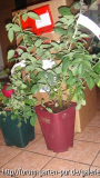 Rosenpost