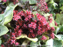 Sedum cauticola B_A_ cf.JPG
