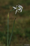 Narcissus serotinus 20110917 (2).jpg