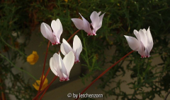 Afrikanisches Alpenveilchen (Cyclamen africanum)