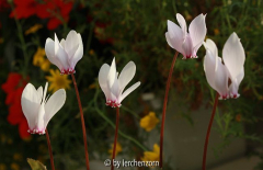 Afrikanisches Alpenveilchen (Cyclamen africanum)