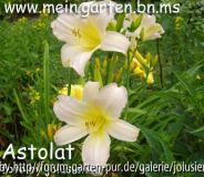 hemerocallis-astolat