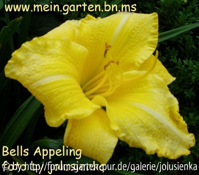 hemerocallis-bells appeling